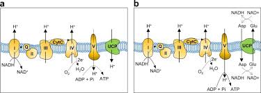 We did not find results for: Mitochondrial Uncoupling Protein Dependent Signaling In Plant Bioenergetics And Stress Response Sciencedirect