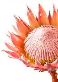 Pin By Marc Venter On Flowers Protea Flower Protea Art Protea