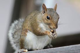 Suicidal squirrels shock romanian authoririesby anastasia tomazhenkova: Suicidal Squirrels Kill University S Power Twice Temple Terrace Fl Patch