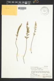 Image result for Pellaea angulosa