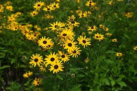 Image result for Renealmia susanneae-katziae