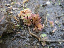 Image result for Azolla filiculoides