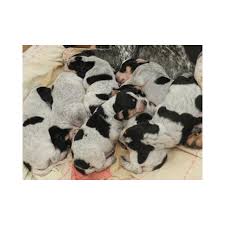 Image result for malý modrý gaskoňský honič