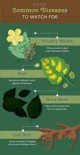 Check spelling or type a new query. Identifying And Preventing Garden Diseases Fix Com