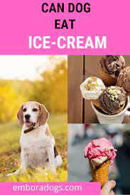 Can Dogs Eat Mcdonald S Ice Cream Dog Food Recipes Can Dogs Eat Raw Dog Food Recipes