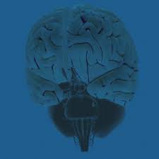 4 more scenarios for peter gates brainstem rule of 4. 3d Brain