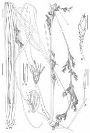 Image result for Pycreus macranthus