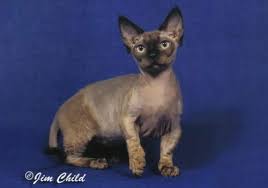 Just as the siamese has. Minskin Breeders