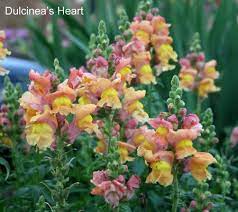 Pin On Flower Garden