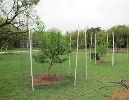 Deer resistant trees and shrubs. Keeping The Deer Away Patchwork Times By Judy Laquidara