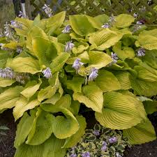 Plant with small purple flowers and green leaves. Photo Essay Extremely Attractive Foliage Perennial Resource