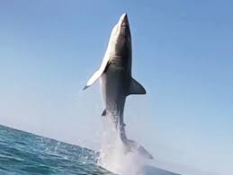 Typically, great white sharks can grow up to 21 feet in length. Watch This Leaping Great White Shark Get Some Serious Air Wired