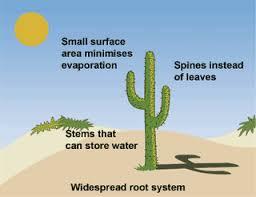 Lecture 3 Transpiration Cactus Plants Cactus Plants