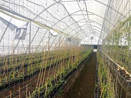 High Economic Feasibility Of Growing Vanilla In A Greenhouse