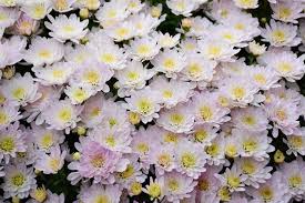 Quill types of mums are similar in appearance to spider mums which have quilled petals that have distinct hooks or coils on the ends. 2 859 White Mums Flower Chrysanthemum Photos Free Royalty Free Stock Photos From Dreamstime