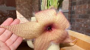 Flower delivery from bloom & wild, delight someone with a beautiful bouquet posted through their letterbox. How Long Does Stapelia Gigantea Bloom House Sprout