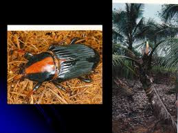 Mieux détecter, surveiller et contrôler le metisa plana, un papillon ravageur majeur du palmier à huile, est désormais possible grâce à la mise au point par le malaysian palm oil board (mpob) du premier. Pest Of Palms Ppt Download