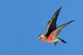 Australian Birds In Flight Images Galah Australian Birds Galah Cockatoo Budgies