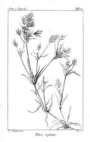 Image result for Eragrostis dinteri