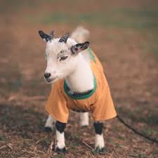 Es más importante que el taiwanés. Kiricocho Kiricochoblau Twitter