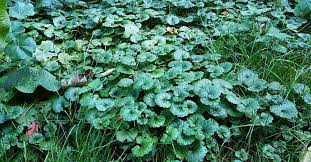 We did not find results for: Borax Weed Killer For Creeping Charlie