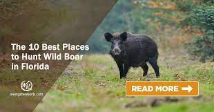Each year circle t hunting ranch is pleased to offer a limited number of trophy buck hunting packages. The 10 Best Places To Hunt Wild Boar In Florida