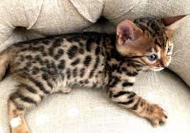 This will help to reduce the amount that they shed and promote the quality. Bengal Babies Kitten Development Stages Bengal Cat Kitten Bengal Kitten Cats