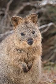 Quokka Australian Animals Australia Animals Animals Beautiful