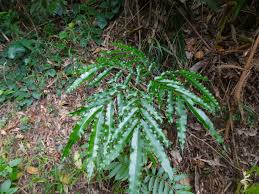 Image result for Ptisana