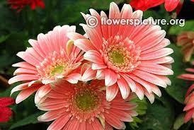 Salmon Pink Gerbera Daisy Lalbagh Krumbiegel Remembered Flower Show Jan 2016 Gerbera Plant Gerbera Daisy Gerbera