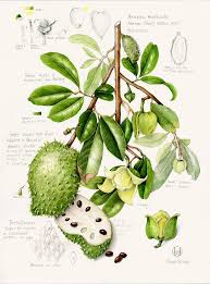 Soursop Annona Muricata Botanical Painting Botanical Illustration Botanical Art