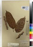 Image result for Ficus ottoniifolia