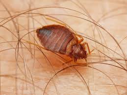Image result for bed bugs eggs