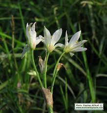 Image result for Nothoscordum borbonicum