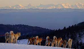 Afin de rendre les chiens le mieux adapté aux éxigences du climat et de leur tache, ce sont des croisements avec des loups qui ont été effectués. Week End Au Vert Chiens De Traineaux Ski Joering Et Soiree Du Trappeur En Alsace