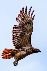 Birds Of Prey Images Red Tail Hawk Taking Off Birds Of Prey Red Tailed Hawk Raptors Bird