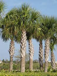 Yesterday, in the legal matter of yacht club by luxom, llc vs. Cabbage Palmetto Palm Tree Sabal Palmetto Urban Tropicals