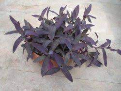 Tradescantia Pallida Purple Heart Plant Care Tips Purple Heart Plant Plants Plant Care