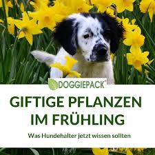 Viele zimmerpflanzen sind für katzen und/oder hunde giftig. Giftige Pflanzen Im Fruhling Doggiepack Hundefutter Aus Deutschland