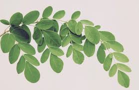 Image result for Moringa oleifera