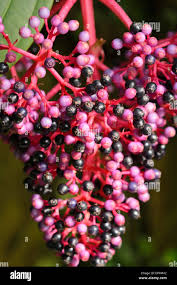 Image result for Psammotropha myriantha