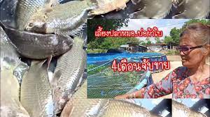 เล ยงปลาหมอ ในบ อผ าใบ ต นท น กำไรมากน อยแค ไหน youtube กบ