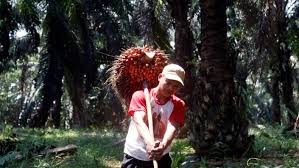 Proses pengolahan industri kelapa sawit sampai menjadi minyak kelapa sawit (cpo) terdiri dari beberapa tahapan yang dimulai dari di pabrik pengolahan kelapa sawit, jembatan timbang yang dipakai menggunakan sistem komputer untuk mengukur berat (tonase) semua truk pengangkut. Produk Palm Oil Free Banyak Beredar Gapki Itu Kampanye Negatif Sawit Indonesia