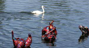 Image result for Heywoodia