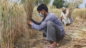 The Impact Of Coronavirus On The Agriculture Sector Of India Diplomatist