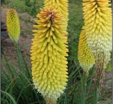 Image result for Kniphofia thomsonii