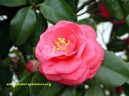 Red Camellia Flower Pictures Pictures Of Red Camellia Flowers Camellia Flower Flower Pictures