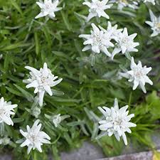 Pin On Plants And Green Ideas