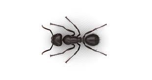 Carpenter ants are an ant species known for the damage they enjoy inflicting on wood, which can be devastating to a home structure. Carpenter Ants How To Prevent Carpenter Ants Raid Bug Basics