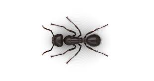 Depending on the severity of the infestation you may need the assistance of a professional to be able to eliminate them and prevent future attacks. Carpenter Ants How To Prevent Carpenter Ants Raid Bug Basics
